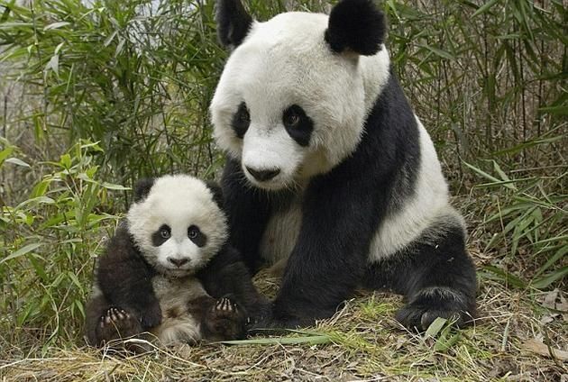 为什么大熊猫会变成国宝图10