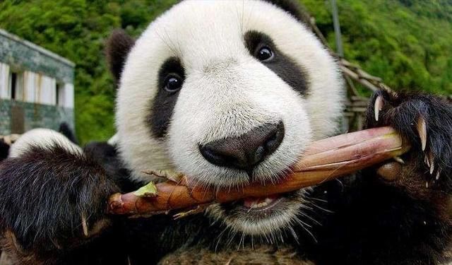 为什么大熊猫会变成国宝图11