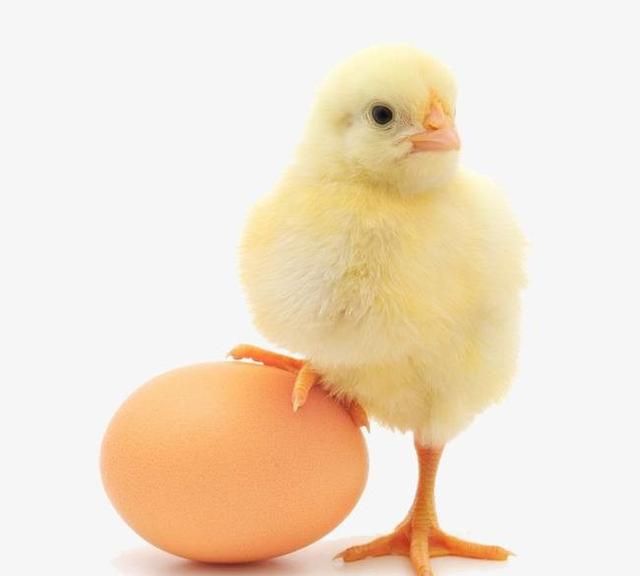 怎么防止鸡蛋放时间长,鸡蛋怎么存放避免发霉变质图5