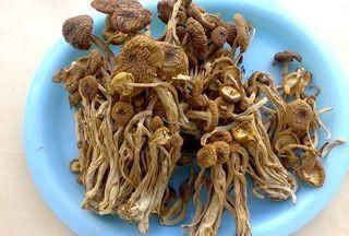 茶茶树菇怎么做好吃,茶树菇可以和枸杞一起炖汤图27
