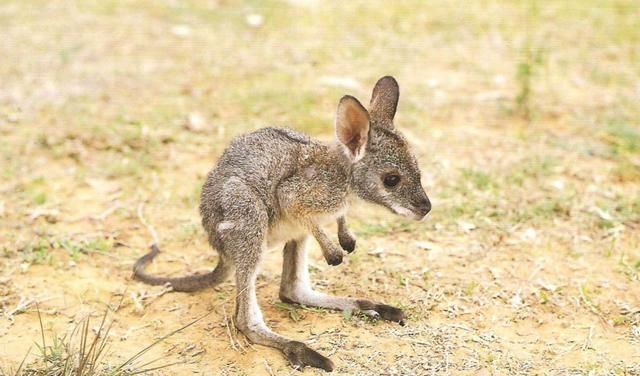 澳大利亚的袋鼠的尾巴的作用是什么图1