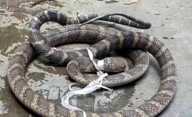 成年眼镜蛇一年能排多少毒液,大型的眼镜王蛇有毒吗图2
