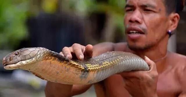 成年眼镜蛇一年能排多少毒液,大型的眼镜王蛇有毒吗图4