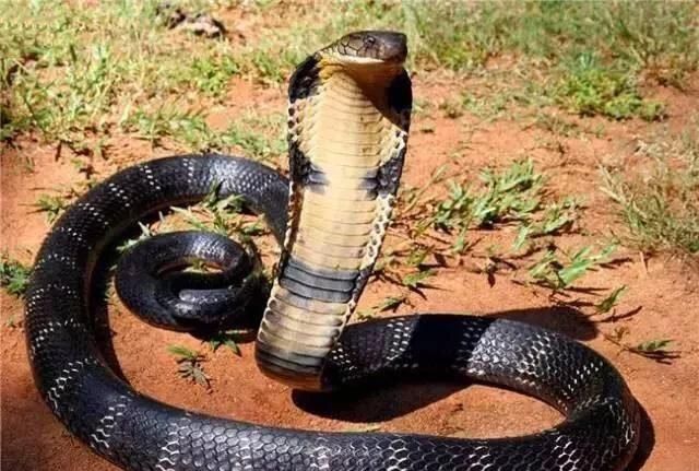 成年眼镜蛇一年能排多少毒液,大型的眼镜王蛇有毒吗图8