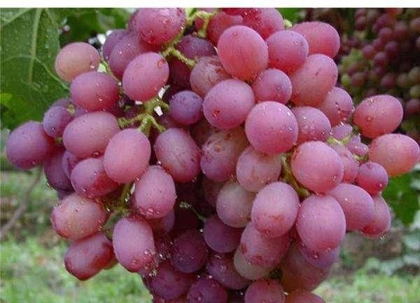 如何种植红提葡萄,红提葡萄种植新方法图3