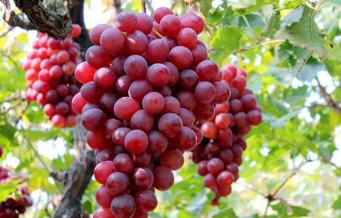 如何种植红提葡萄,红提葡萄种植新方法图6
