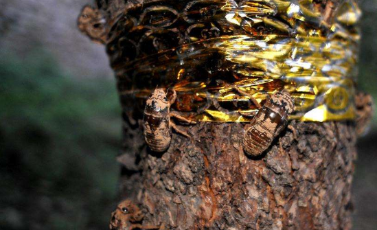 金蝉在地下生活几年才爬出来，不怕被蚂蚁吃掉吗？看完懂了