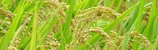 吃了一辈子大米，你还在相信水稻种水里是因为喜欢水？