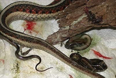 胎生蛇与卵生蛇有什么区别,胎生蛇有哪些种类图1