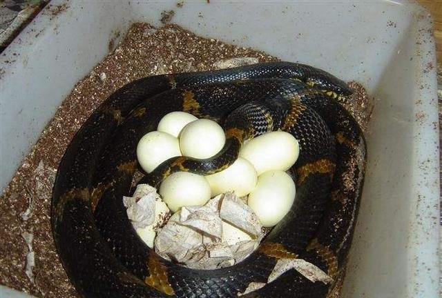 胎生蛇与卵生蛇有什么区别,胎生蛇有哪些种类图2