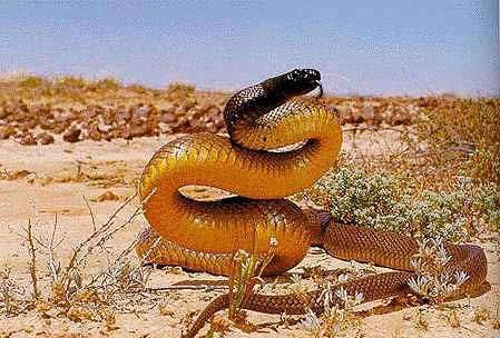胎生蛇与卵生蛇有什么区别,胎生蛇有哪些种类图5