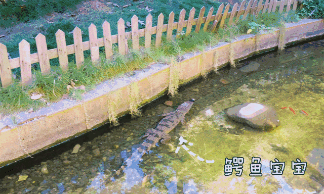 In 长沙，在有孔雀的庭院里吃鳄鱼肉是种怎样的体验？