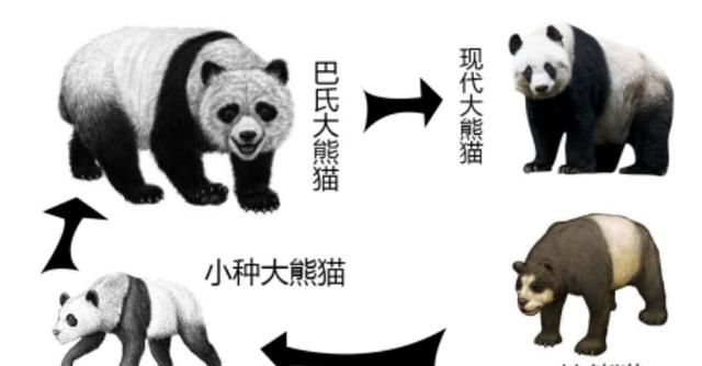 有植物熊猫之称的是什么树图3