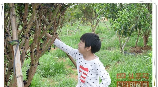 湛江某农场有一种奇怪的高价水果，老板每年都让人来免费采摘