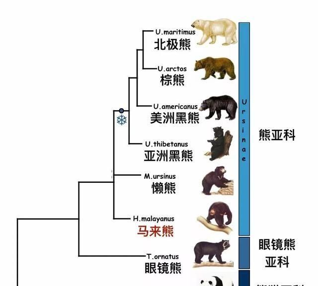 大熊猫有没有尾巴?为什么名字要叫熊猫呢图1