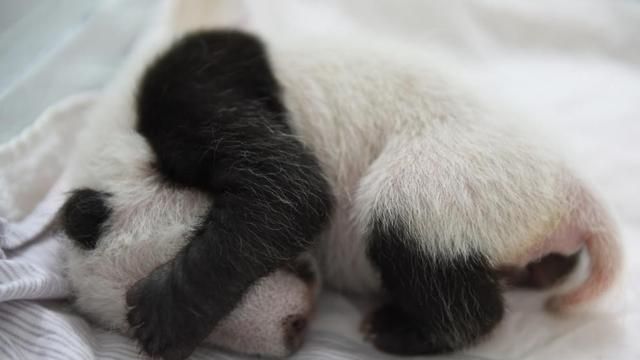 大熊猫有没有尾巴?为什么名字要叫熊猫呢图2