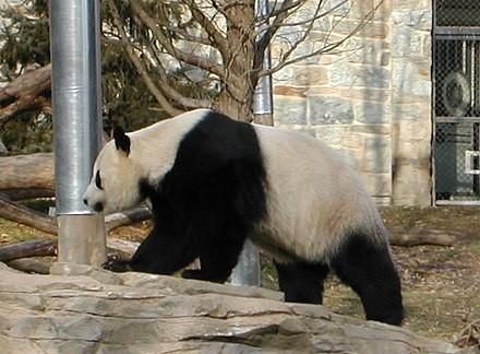 大熊猫有没有尾巴?为什么名字要叫熊猫呢图3