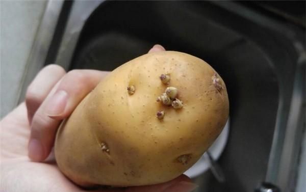 发芽的土豆多切掉一点能吃吗,发芽的土豆都切掉部分再吃吗图4