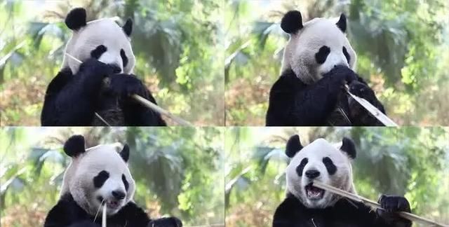大熊猫生活在什么地方?,大熊猫生活在什么地方作文400字图7