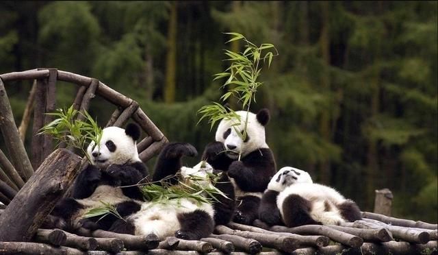 大熊猫生活在什么地方?,大熊猫生活在什么地方作文400字图9