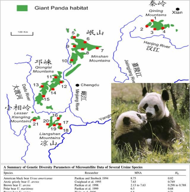 大熊猫生活在什么地方?,大熊猫生活在什么地方作文400字图11