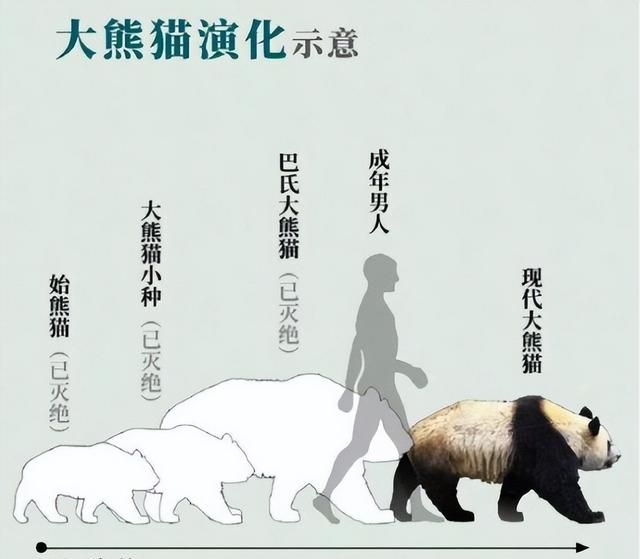 大熊猫生活在什么地方?,大熊猫生活在什么地方作文400字图13