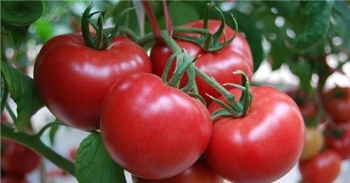 西红柿炒卷心菜的做法是什么图3