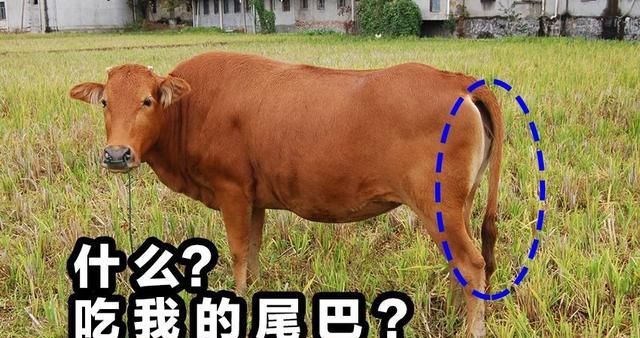 牛的尾巴可以起什么作用,牛的尾巴作用说明图2