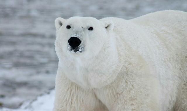为什么北极熊不在南极生活,北极熊在南极还是北极图1