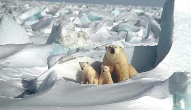 为什么北极熊不在南极生活,北极熊在南极还是北极图2