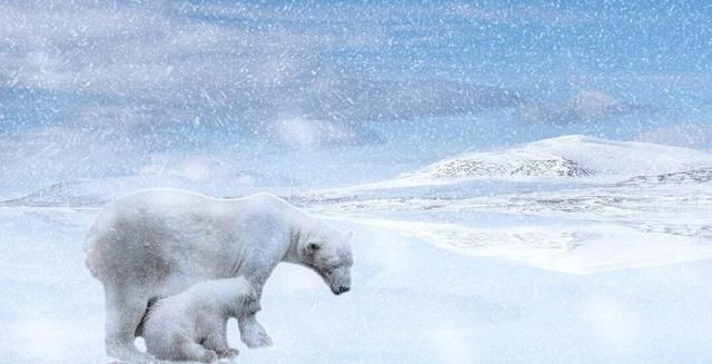 为什么北极熊不在南极生活,北极熊在南极还是北极图3