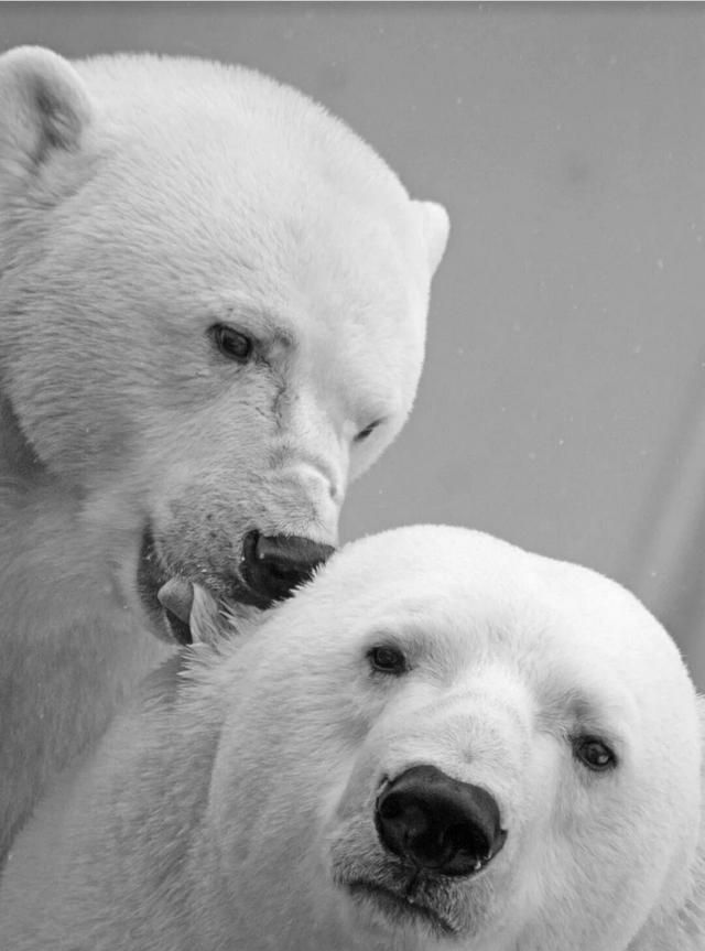为什么北极熊不在南极生活,北极熊在南极还是北极图4