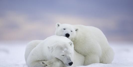 为什么北极熊不在南极生活,北极熊在南极还是北极图5