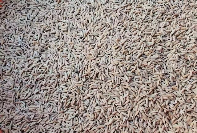 大米和水稻有区别么(水稻大米区别)图2