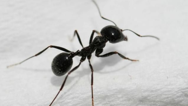 蜂箱上面有黑蚂蚁怎么处理(家养蜂箱有黑蚂蚁怎么处理)图1