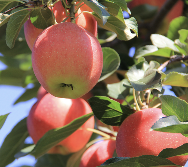 ​苹果本不叫“苹果”，古人取了个很唯美的名字，被日本人沿用至今