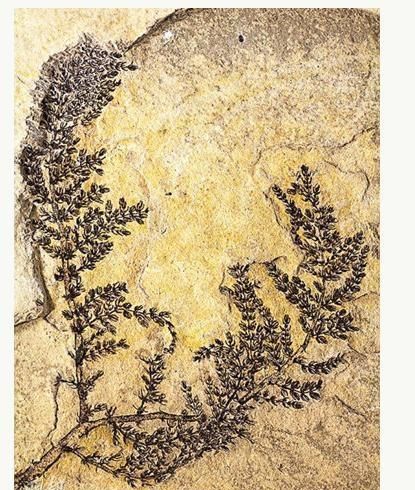 被称为活化石的植物有哪些(被称为活化石的植物有什么)图2