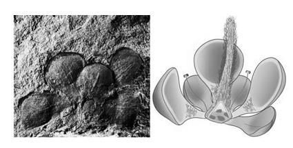 被称为活化石的植物有哪些(被称为活化石的植物有什么)图3