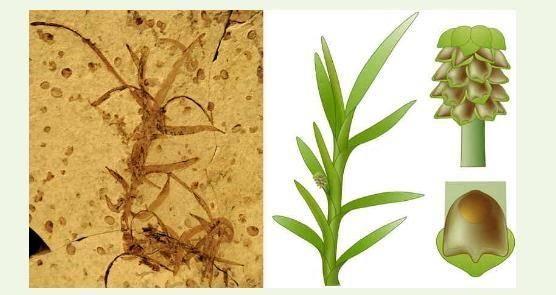 被称为活化石的植物有哪些(被称为活化石的植物有什么)图4