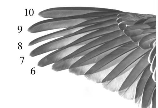 冠鸽羽翼震动发出的声音有何作用呢图3