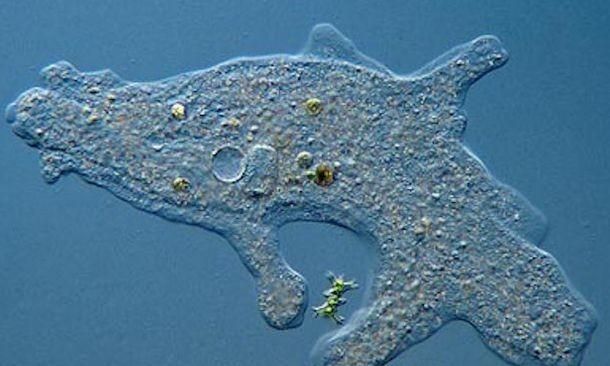 世界上最大的单细胞生物图8