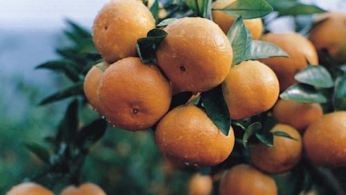 同样是蜜橘，为什么浙江“涌泉蜜橘”可以卖到几十块钱一斤图2