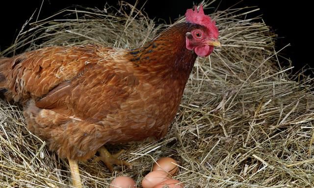 母鸡群里没有公鸡，为啥还可以下蛋？不需要公鸡受精吗？