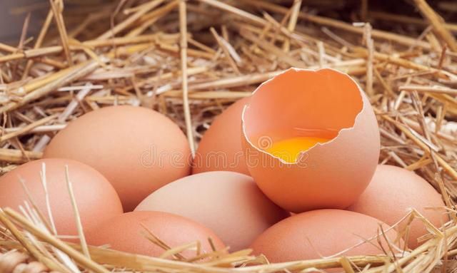 母鸡群里没有公鸡，为啥还可以下蛋？不需要公鸡受精吗？