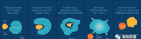 非T细胞肿瘤免疫疗法一览
