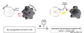 非T细胞肿瘤免疫疗法一览