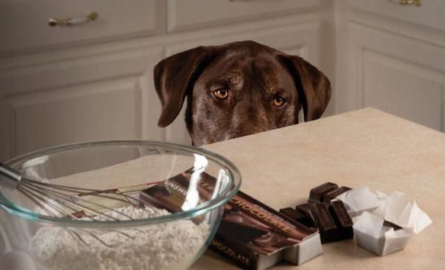 我家狗狗吞了一包巧克力，它为什么会没事，它中毒了吗？