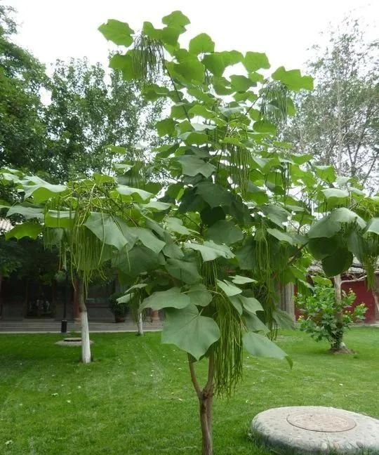 庭院绿化常用树种，梓树