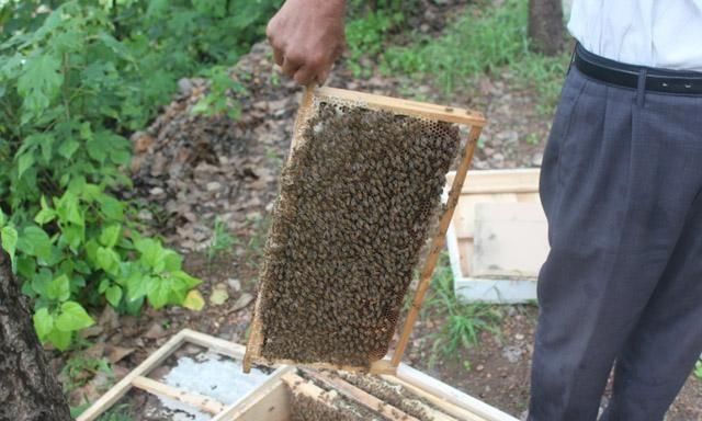 蜜蜂养殖技术新手养殖蜜蜂必读,目前最新的养殖蜜蜂的技术方法图2