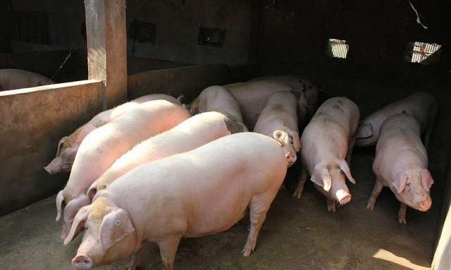 养猪技术分享：土杂猪都有哪些养殖优势？